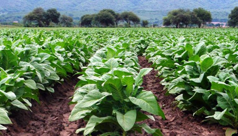 Menos consumo de tabaco | En Salta y otras provincias del norte se cultivan 100 mil hectáreas