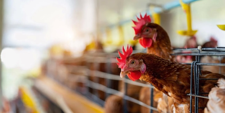 Metán | Sacrifican aves en granja salteña tras detectar un caso de gripe aviar