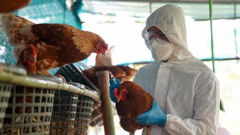 Ante un caso en Salta | El Ministerio de Salud informó que no hay casos de gripe aviar en humanos en el país