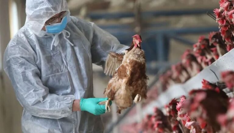 Salta se mantiene con un solo caso | Ya hay 12 casos de gripe aviar en el país