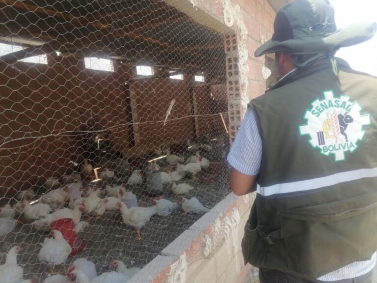Gripe aviar en Bolivia | Afianzan en la frontera norte de Salta la vigilancia epidemiológica