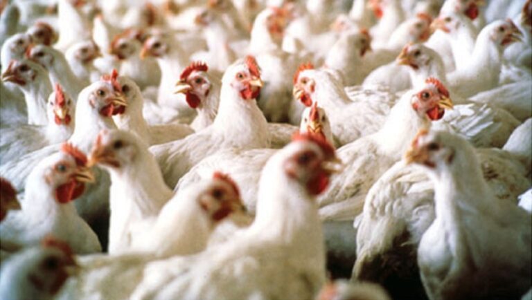 Salta registra sólo un caso | Preocupación por la muerte de miles de gallinas por gripe aviar